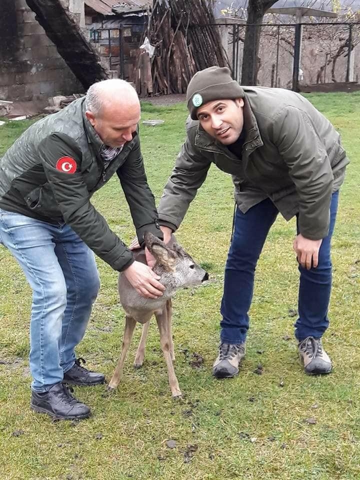 Denize Düşen Karaca Tedavi Altına Alındı