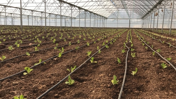 Sera Yatırımları Devam Ediyor