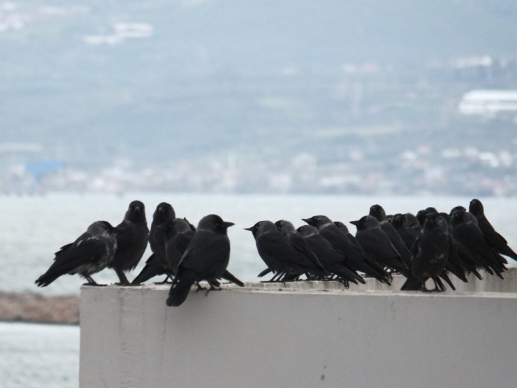 Bandırma’yı Kargalar İstilâ Etti