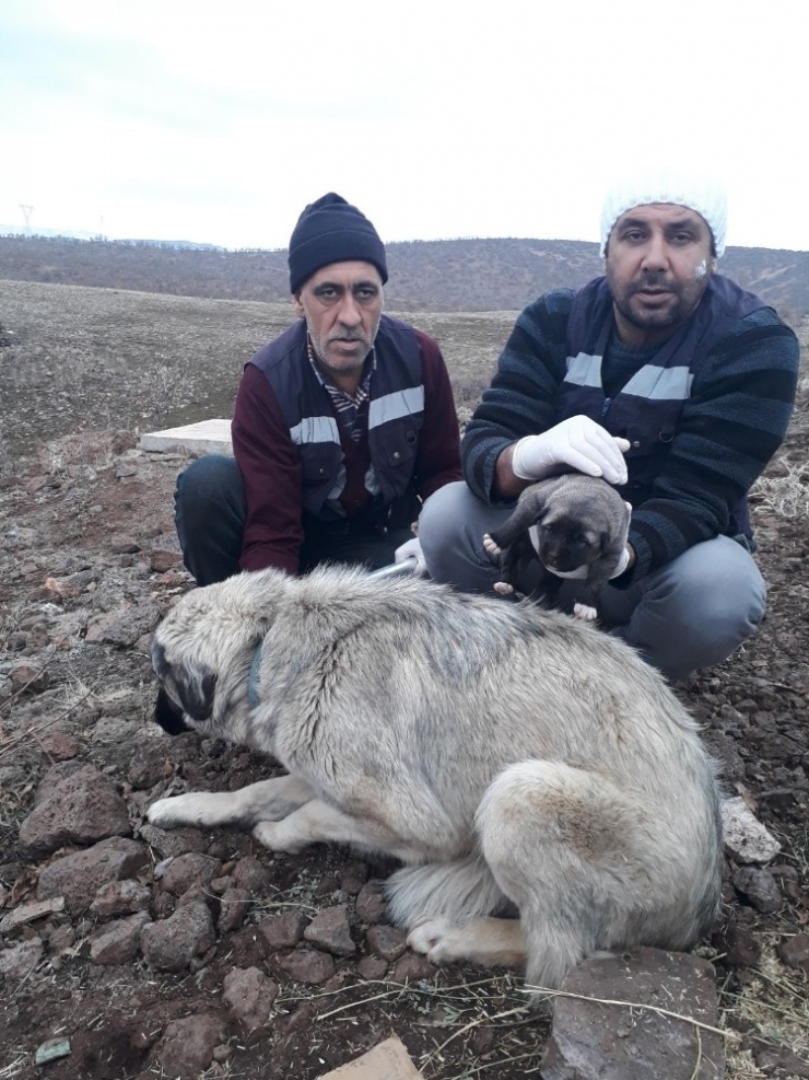 Bingöl’de Anne Köpek Ve Yavrusu Koruma Altına Alındı