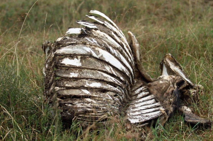 Afrika’da Kentin İçinde Vahşi Yaşam