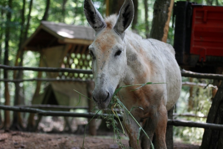 Doğal Yaşam Parkı, Dağal Hayata Hazırlanıyor