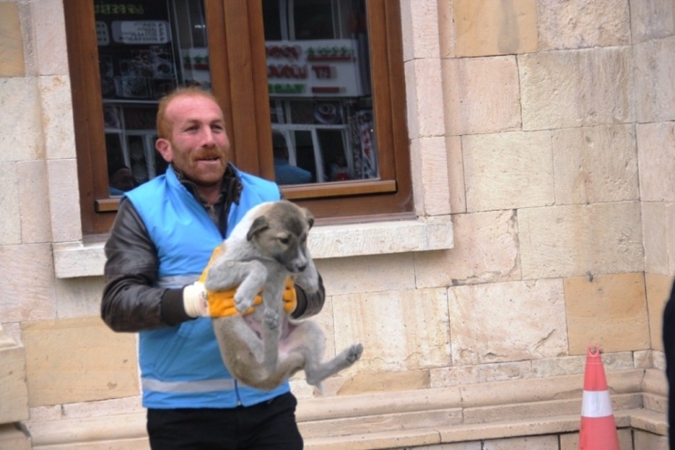 Bayburt’ta Sokak Hayvanları Tedavi İçin Toplanıyor