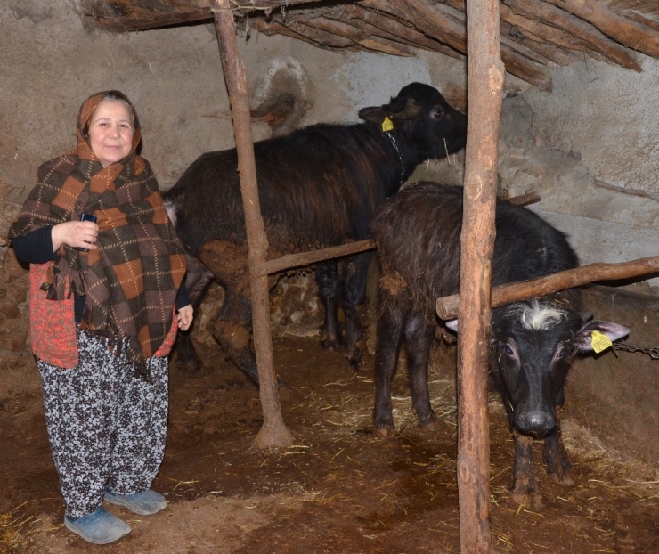 İnönü’de Manda Yetiştiriciliği Azalıyor