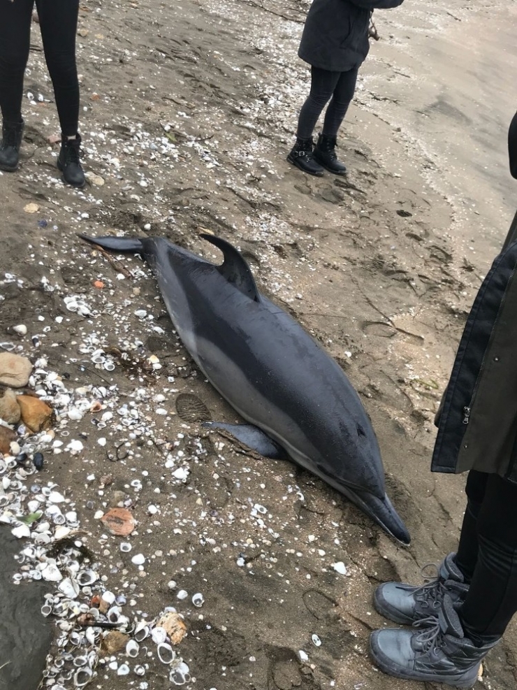 Fatsa’da Ölü Yunus Karaya Vurdu