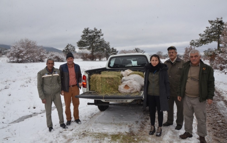 Yaban Hayvanları İçin Doğaya Yem Bırakıldı