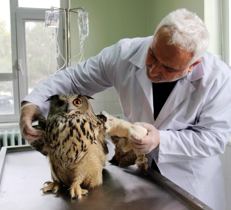 Vurulan ‘Puhu’ Kuşu Tedavi Altına Alındı