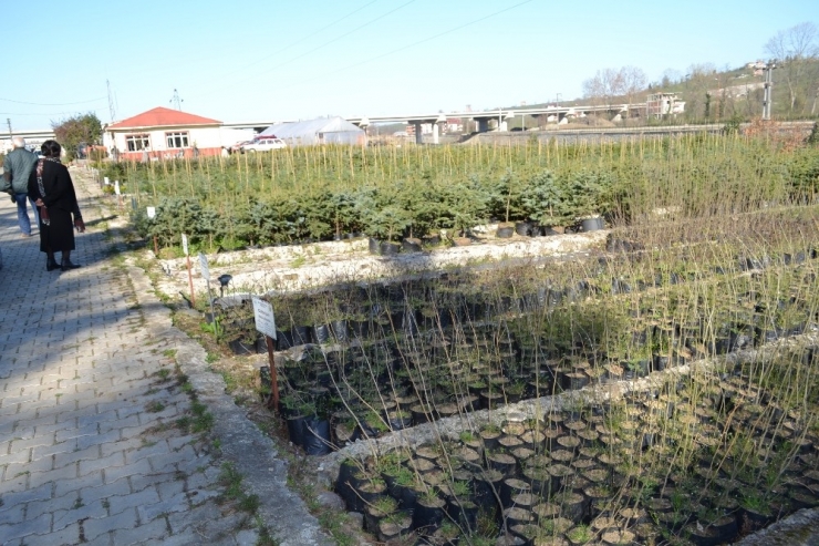 Ordu’dan Fidan Fışkırıyor