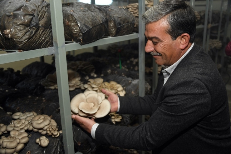 Mersin’de Mantar Hasadı Yüz Güldürüyor