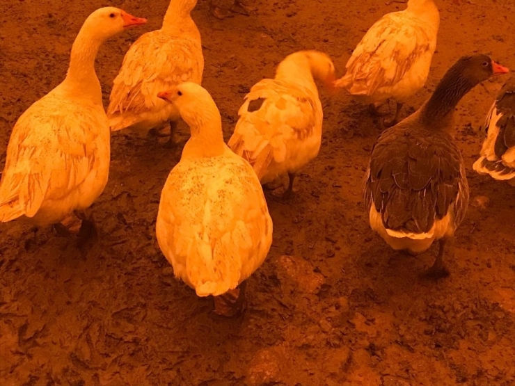 Mardin Ve Diyarbakır’da Gökyüzü Toz Bulutlarıyla Kaplandı