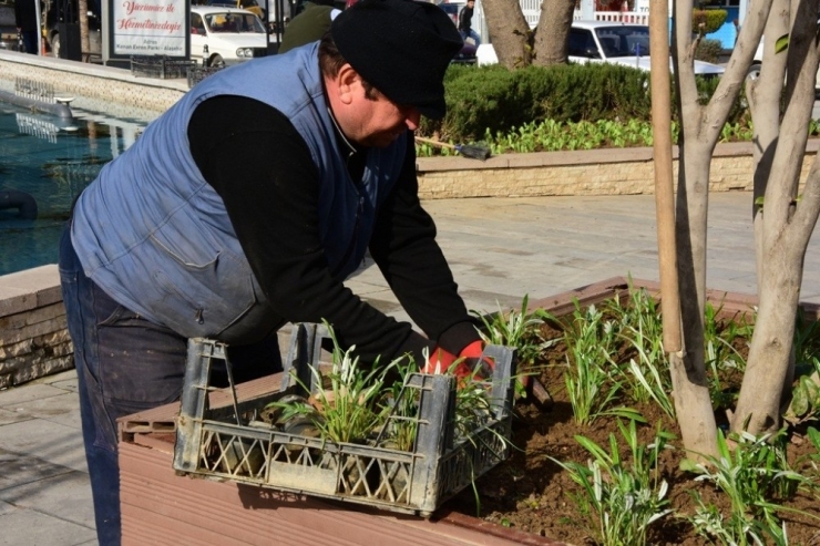 Mevsimlik Çiçekler Alaşehir’in Her Yanında