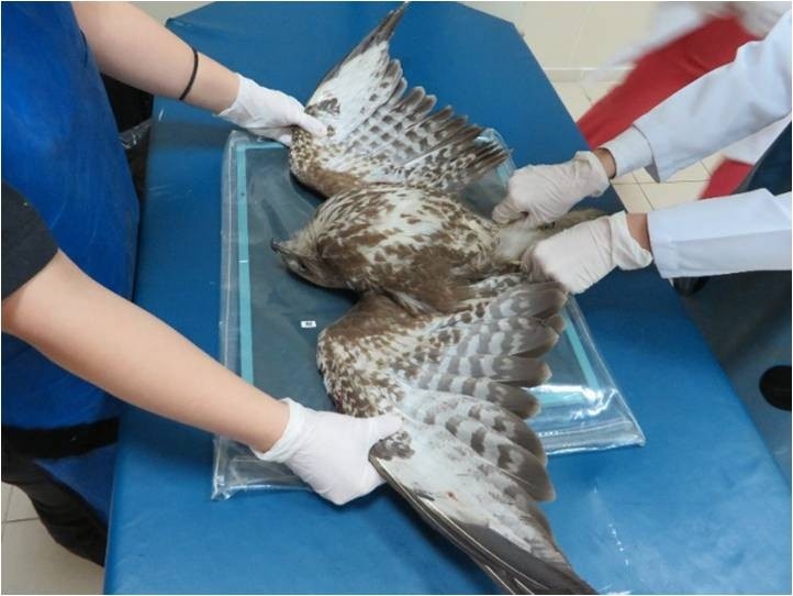 Yaban Hayatı Yaralı