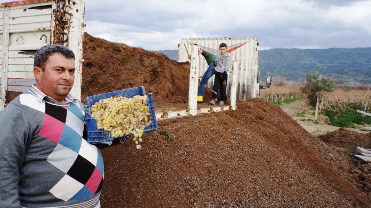 Sarıgöl’ün Üzüm Bağlarında Doğal Gübre Kullanılıyor
