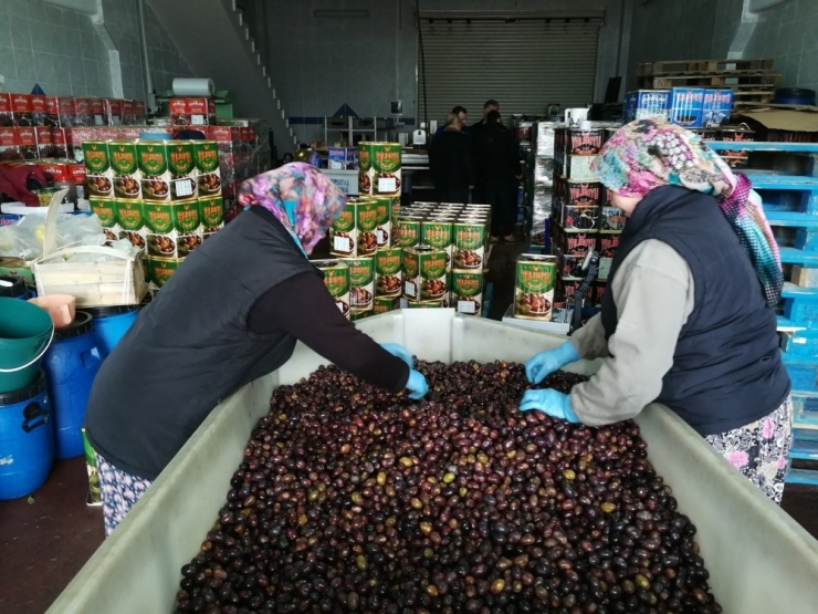 Zayıflatan "Eşek" Zeytini El Yakıyor