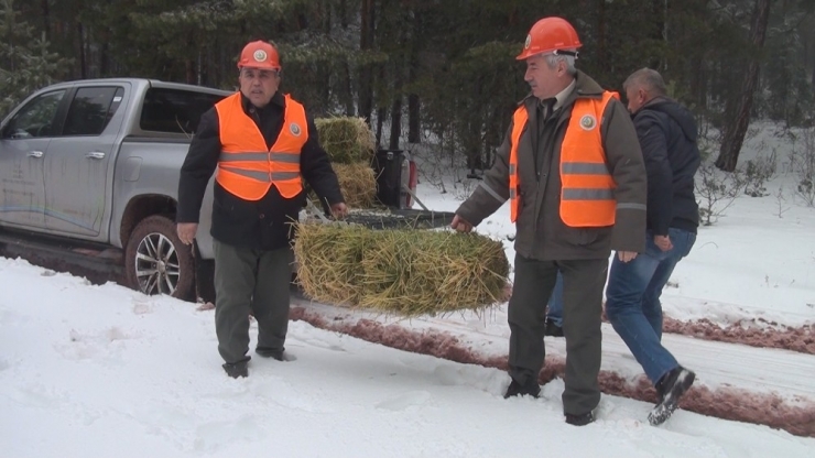 Kütahya’da Geyik Ve Ceylanlar İçin Doğaya Yem Bırakıldı