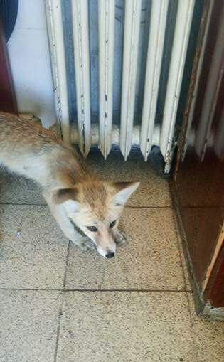 Karayolları 126. Şube Şefliğinin Davetsiz Misafiri Tilki