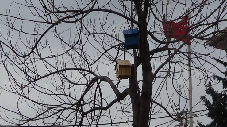 Batman’da Ağaçlara Kuş Yuvaları Konuldu