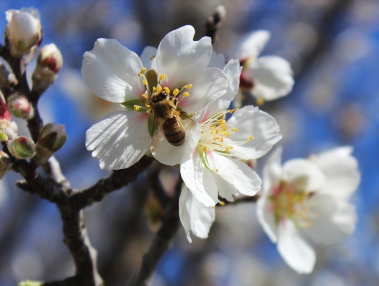 Datça’da ‘Badem Çiçeği’ Festivali