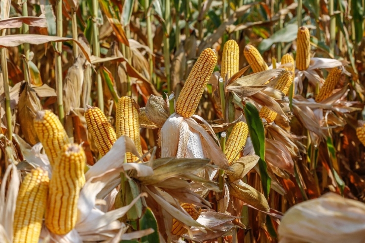 May Tohum’un 75may75 Mısır Çeşidine Avrupa Birliği’nden Tescil Onayı