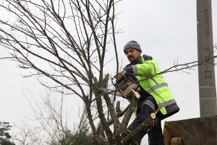 Başiskele’de Ağaç Budama Çalışmaları Devam Ediyor