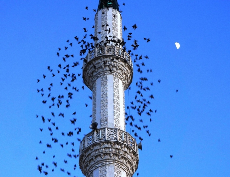 Sığırcık Kuşlarından Minare Etrafında Görsel Şölen