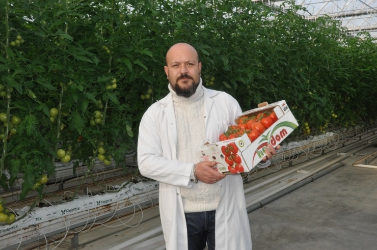 Jeotermal Seralarda Üretilen Domateslerin Hasadı Başladı
