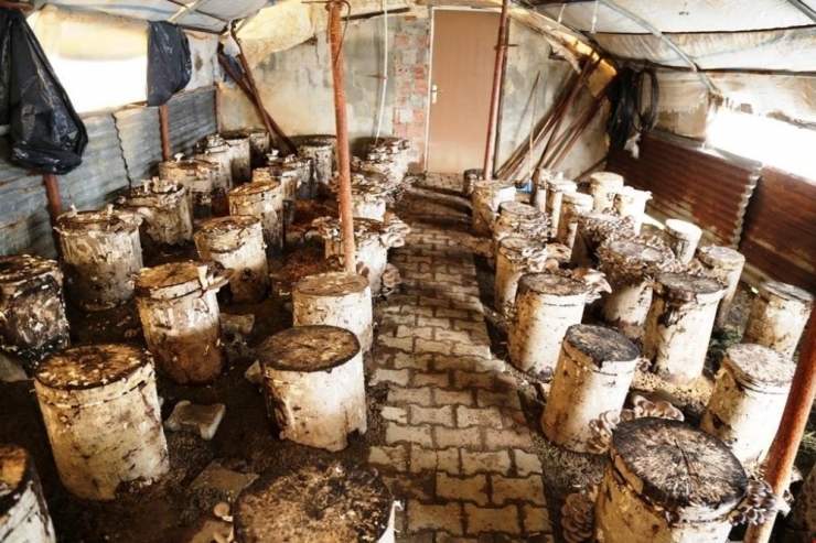 Artvin’de Kayın Mantarı Alternatif Geçim Kaynağı Oldu