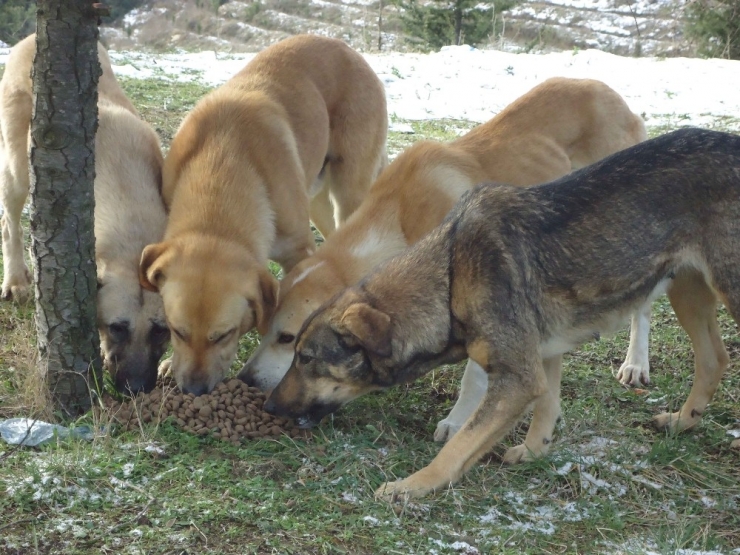 Kocaeli’de Kar Yağsa Da Sokak Hayvanları Aç Kalmıyor