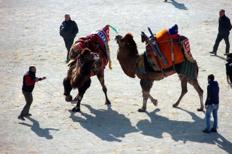 210 Güreşçi Deve Arenaya Çıktı