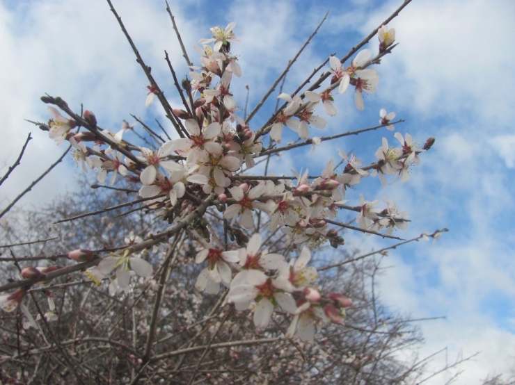 Ocak Ayında Çiçek Açan Badem Ağaçları, Üreticiyi Düşündürüyor