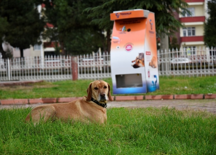Geri Dönüşüm Materyalleri Hayvanlar İçin Yemeğe Dönüşüyor