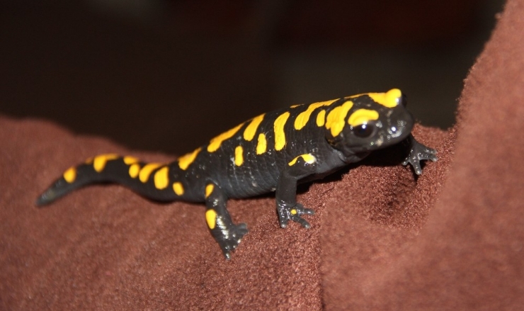 Adana’da Nesli Tükenmekte Olan "Semender" Bulundu