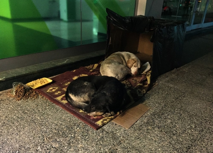 Banka Önünde Sokak Köpekleri İçin Sıcak Yuva