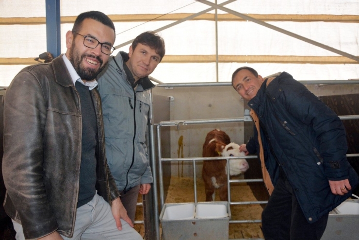 Kırmızı Ette İthalatın Önüne Embriyo Transferi İle Geçilecek