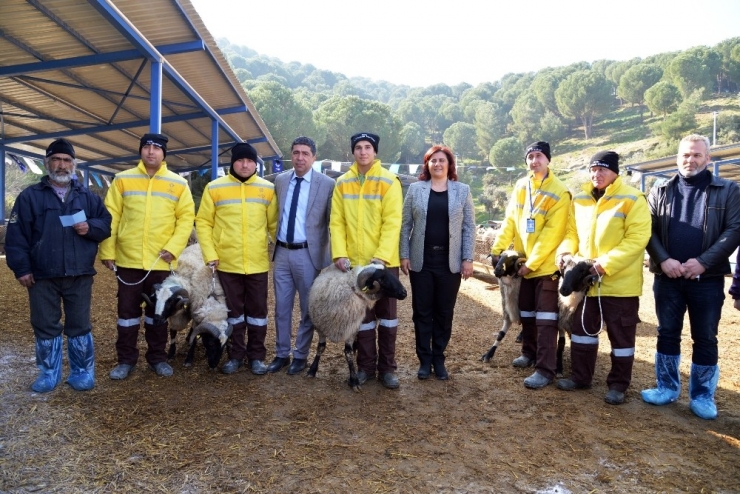 Sakız Koçları Yetiştiriciye Dağıtıldı