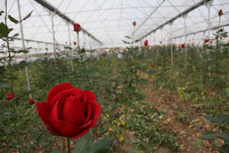 Samsun’da Yılda 368 Bin Gül Üretiliyor