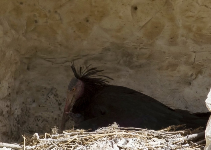 Kelaynak Sayısı 16 Yılda 42’den 240’a Ulaştı