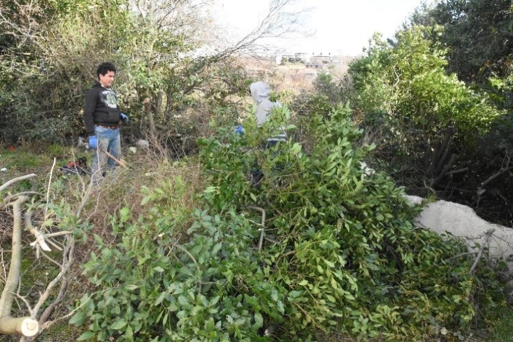 Sinop’ta Defne Yaprağı Gelir Kapısı Oldu