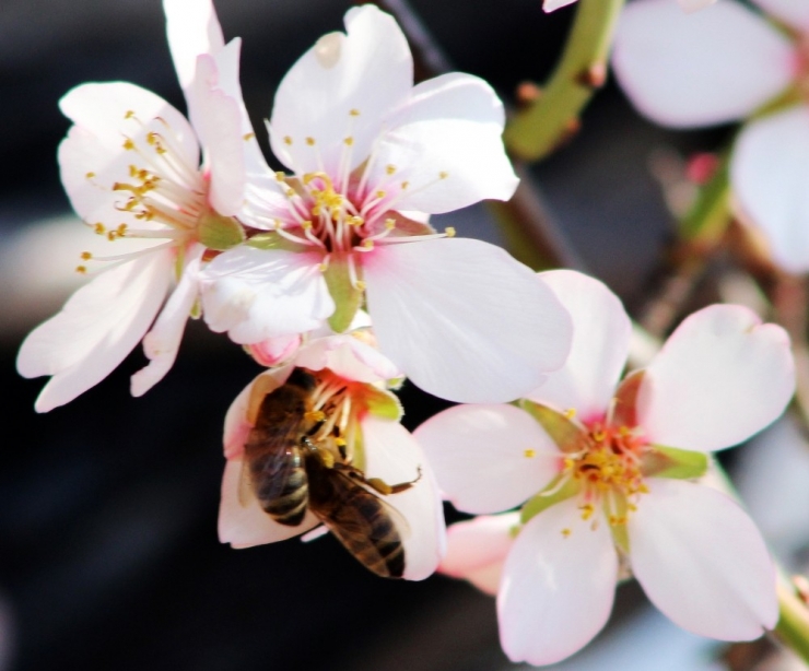 Muğla’da Bahar Havası