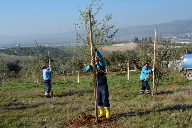 Dikilen Ağaçlar Vatandaşın Ekonomisini Canlandıracak