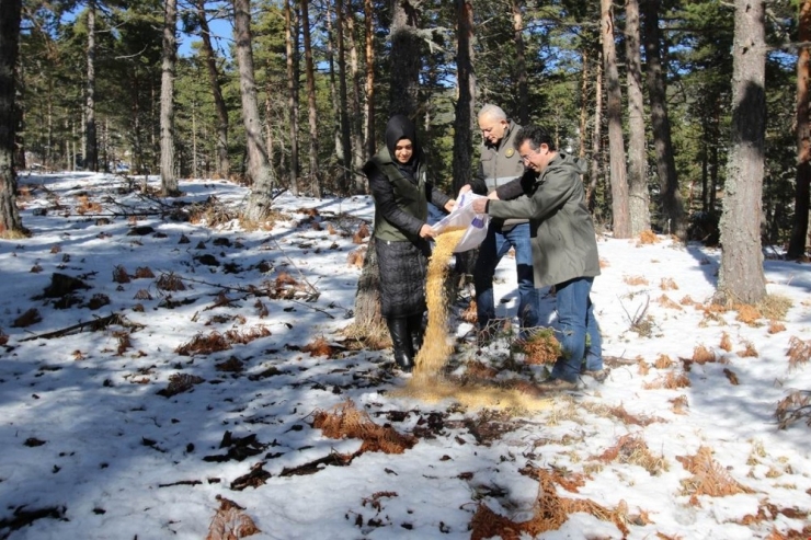 Vali Varol, Boraboy’da Kuşlar İçin Doğaya Yem Bıraktı