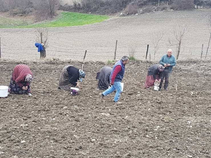 Sarımsak Var, Rağbet Yok