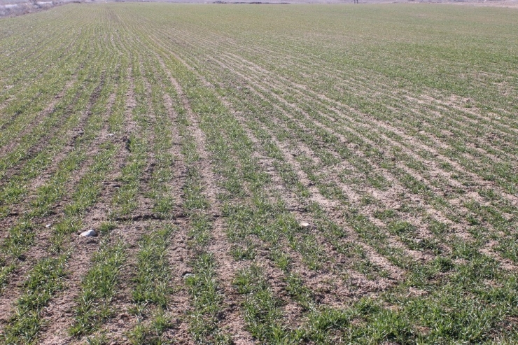 Hububat Ürünleri Filizlendi Yağmur Bekleniyor