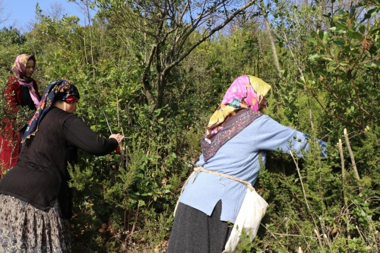 “Defne” Ek Gelir Kapısı Oldu, 13 Milyon Lira Kazandırdı