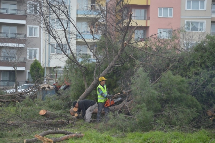 Manisa’da Kesilen Ağaçlar Tepkiye Neden Oldu