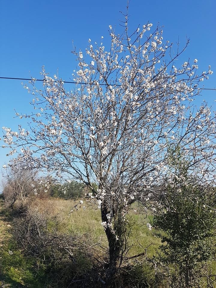 Burhaniye’de Bademler Çiçek Açtı