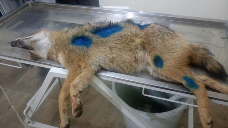 Otomobilin Çarptığı Tilki Tedavi Edildi