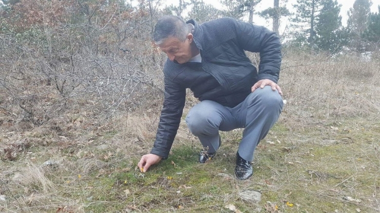 Akdağ’da Çiğdemler İki Ay Erken Açtı