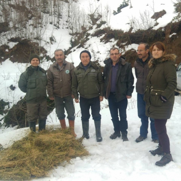 Düzce’de Yabani Hayvanlar İçin Yem Bırakıldı