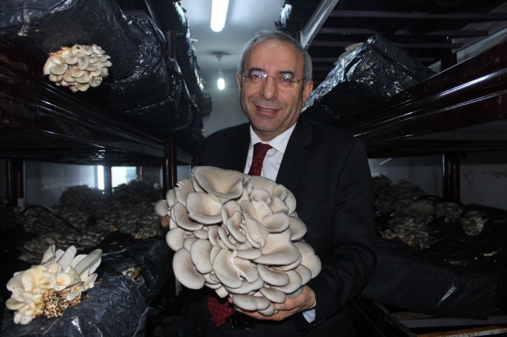 Van Yyü’de İlk Mantar Hasadı